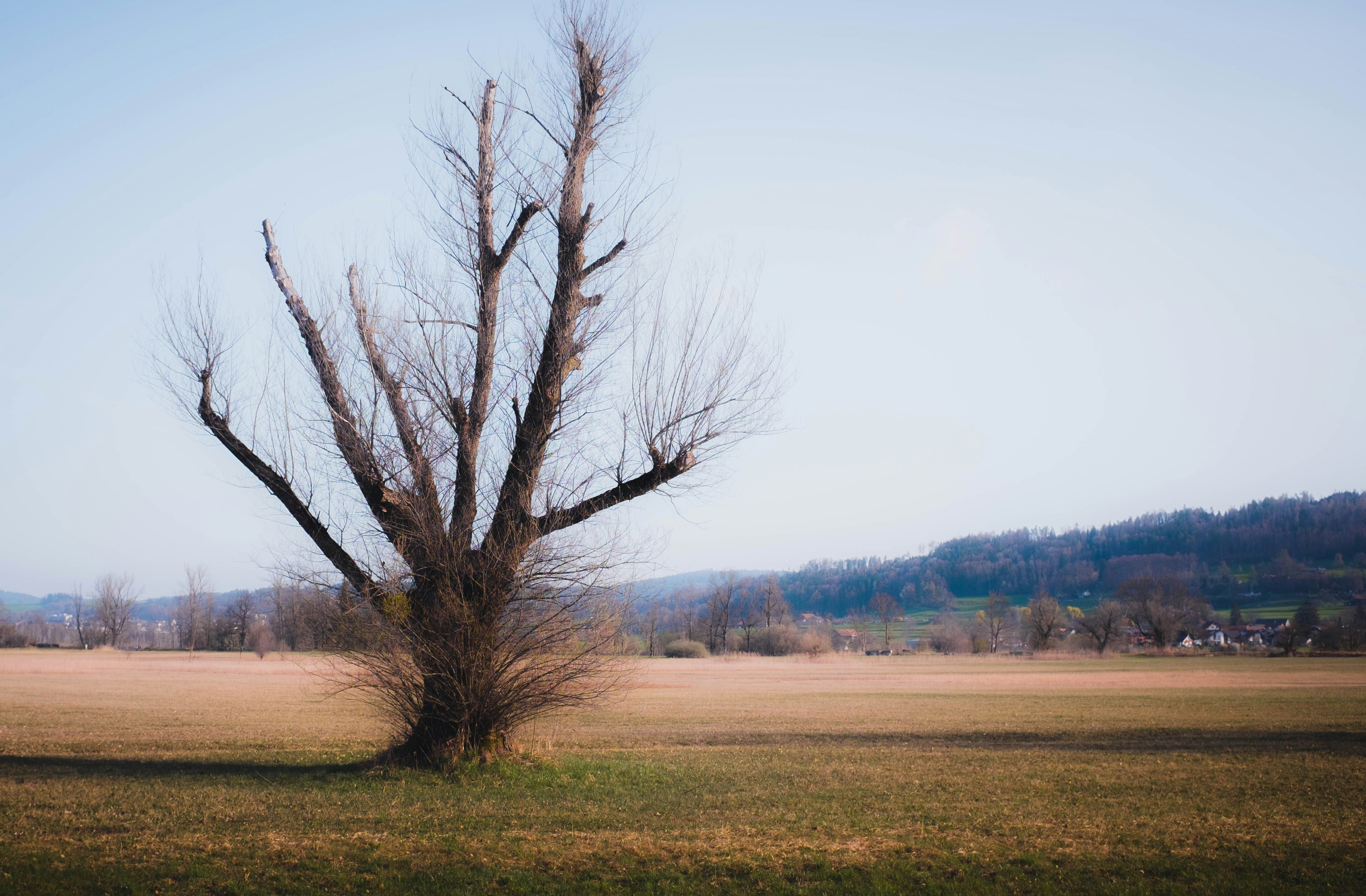 leafless tree on green grass field during daytime
